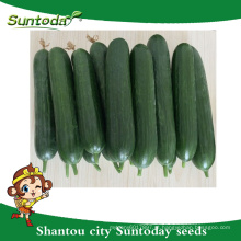 Suntoday Parthenocarpy tolerante a baixa temperatura 1-3 frutos por estufa de vagens F1 híbrido sementes de pepino verde (13002)